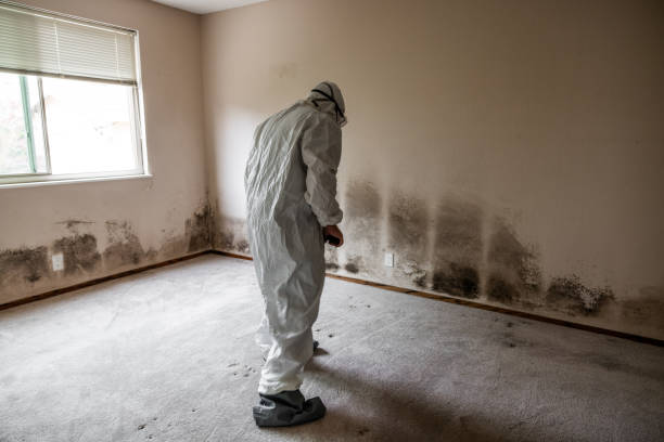 Best Commercial Mold Inspection  in East Lexington, VA